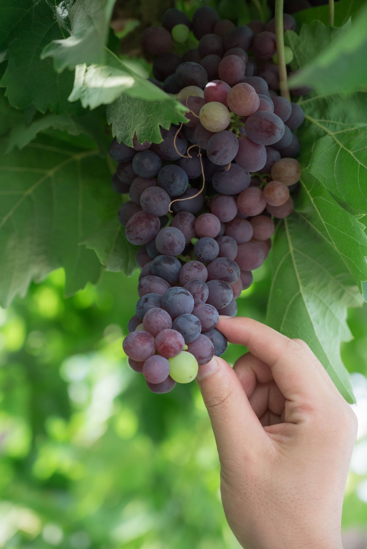 Grappe de raisin noir cueillie à la main sur la vigne, vendanges manuelles
